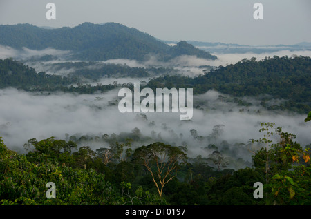 La brume couvrant la vallée, vallée de Danum, Sabah, Bornéo, Malaisie Orientale Banque D'Images