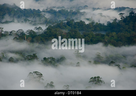 La brume couvrant la vallée, vallée de Danum, Sabah, Bornéo, Malaisie Orientale Banque D'Images