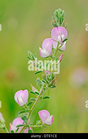 (Ononis spinosa Restharrow épineuse), Provence, Sud de France Banque D'Images