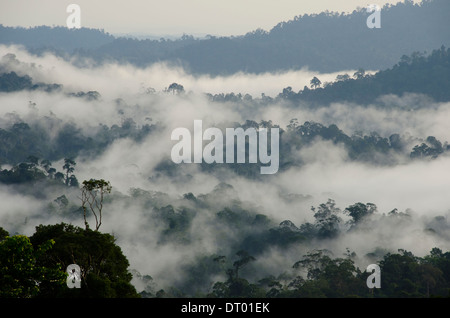Les nuages bas de la vallée de Danum Valley, couvrant, Sabah, Bornéo, Malaisie Orientale Banque D'Images
