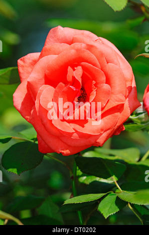 'Rose' de Rosenheim (Rosa spec.) Banque D'Images