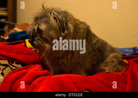Border terrier chien domestique animal couverture bleue rouge Banque D'Images