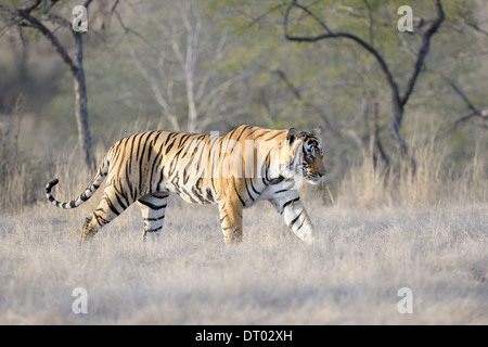 Tigre du Bengale (Panthera tigris tigris ) balade en forêt sèche, Ranthambhore national park, Rajastan, Inde. Banque D'Images