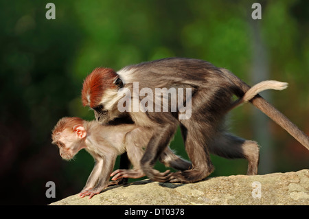 Mangabey à collier , Red-capped Mangabey couronné Mangabey, cerisier, Mangabey à collier blanc (Cercocebus torquatus) Banque D'Images