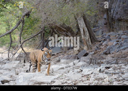 Tigre du Bengale (Panthera tigris tigris ) balade en forêt sèche. Banque D'Images