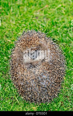 Hérisson européen commun ou Hedgehog (Erinaceus europaeus), recroquevillé en boule défensive Banque D'Images