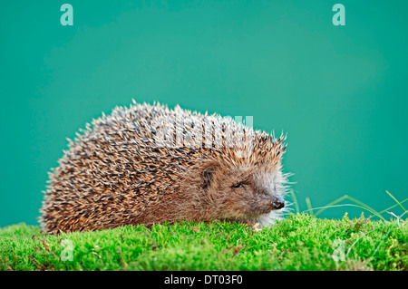 Hérisson européen commun ou Hedgehog (Erinaceus europaeus), Nordrhein-Westfalen, Allemagne Banque D'Images