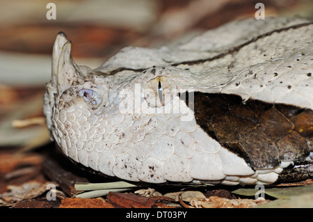 L'Afrique de l'Ouest Gaboon Viper ou Gaboon Adder (Bitis gabonica rhinoceros) Banque D'Images