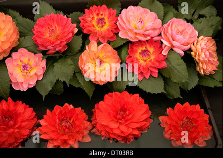 Les couleurs de l'image de dahlias dans le chapiteau de l'horticulture à une foire agricole à Surrey Banque D'Images