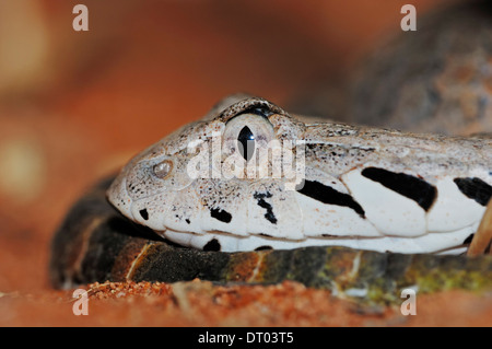 Death Adder commun (Acanthophis antarcticus) Banque D'Images
