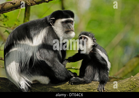 Le noir et blanc ou Singe Colobus Guereza (Colobus guereza fuligineux), femme avec de jeunes Banque D'Images