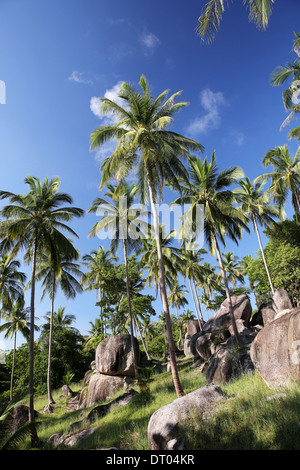 Thaïlande palms vert avec des pierres et ciel bleu Banque D'Images