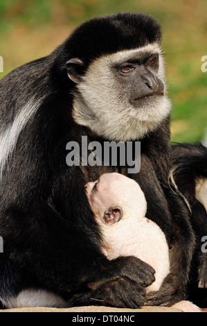 Le noir et blanc ou Singe Colobus Guereza (Colobus guereza fuligineux), infirmières jeunes Banque D'Images