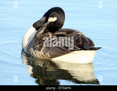 Canada Goose à Cosmeston Lake, South Wales Banque D'Images