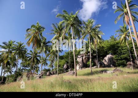 Thaïlande palms vert avec des pierres et ciel bleu Banque D'Images