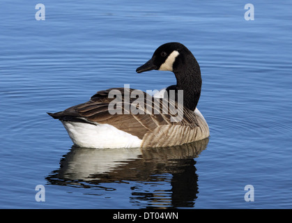 Canada Goose à Cosmeston Lake, South Wales Banque D'Images