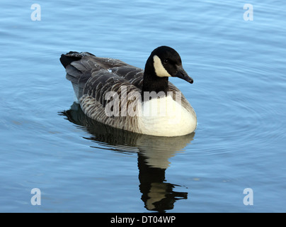 Canada Goose à Cosmeston Lake, South Wales Banque D'Images