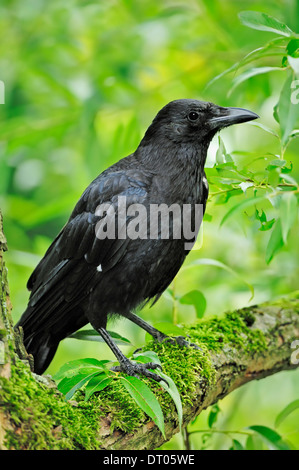 Corneille noire (Corvus corone corone), Nordrhein-Westfalen, Allemagne Banque D'Images