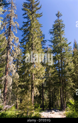 La saumon Sac, Okanogan-Wenatchee National Forest, L'État de Washington, USA, 2012. Bois de pin Banque D'Images