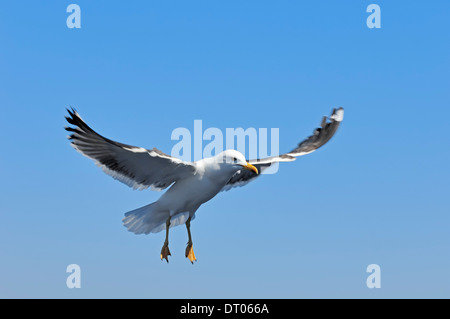 Moindre Goéland marin (Larus fuscus), Texel, Pays-Bas Banque D'Images