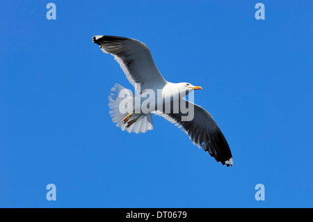 European Herring Gull Larus argentatus), Texel, Pays-Bas Banque D'Images