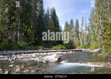 Cle Elum river et de pins ponderosa de Okanogan-Wenatchee National Forest, le saumon la Sac, des cascades, WA, USA Banque D'Images