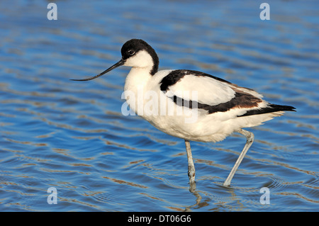 Avocette élégante (Recurvirostra avosetta), Texel, Pays-Bas Banque D'Images