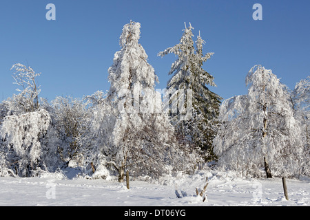 Arbres couverts de neige sur Kahler Asten près de Winterberg, Sauerland, Rhénanie du Nord-Westphalie, Allemagne Banque D'Images