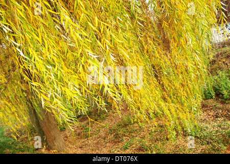 Salix babylonica ou saule pleureur, est un arbre appartenant à la famille Salicaceae Banque D'Images