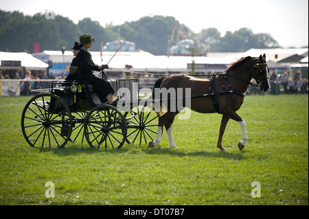 Un nouveau venu dans le secteur de la concurrence au faisceau d'Edenbridge et salon de l'agriculture dans la région de Surrey Oxted Banque D'Images