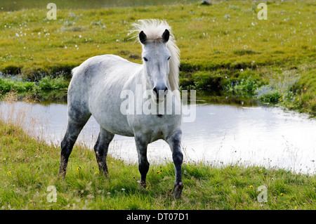 Equus ferus Caballus, cheval islandais, Islande Banque D'Images