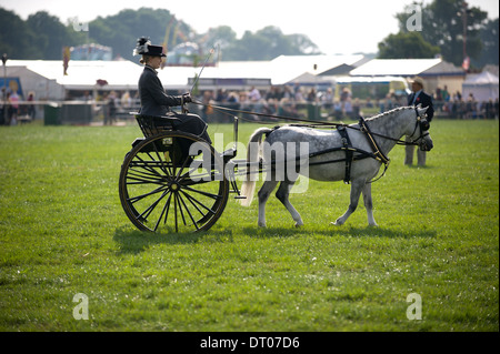 Un nouveau venu dans le secteur de la concurrence au faisceau d'Edenbridge et salon de l'agriculture dans la région de Surrey Oxted Banque D'Images