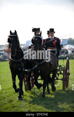 Un nouveau venu dans le secteur de la concurrence au faisceau d'Edenbridge et salon de l'agriculture dans la région de Surrey Oxted Banque D'Images