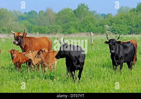 Aurochs (Bos primigenius f. taurus), Nordrhein-Westfalen, Allemagne Banque D'Images