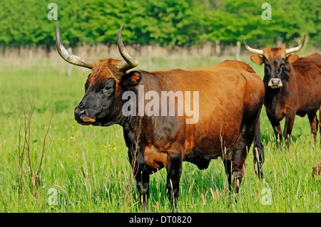 Aurochs (Bos primigenius f. taurus), Bull, Rhénanie du Nord-Westphalie, Allemagne Banque D'Images