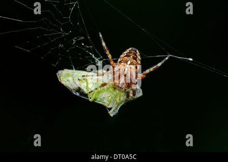 Orbweaver croix , Croix Spider, araignée des jardins européens (Araneus diadematus) dans web avec les proies, Rhénanie du Nord-Westphalie, Allemagne Banque D'Images