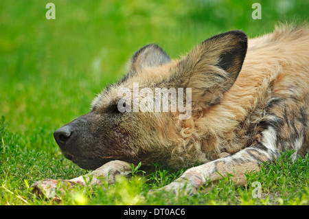 Chien de chasse d'Afrique ou chien sauvage d'Afrique (Lycaon pictus) Banque D'Images