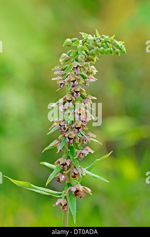 Large-leaved Helleborine (Epipactis helleborine), Nordrhein-Westfalen, Allemagne Banque D'Images