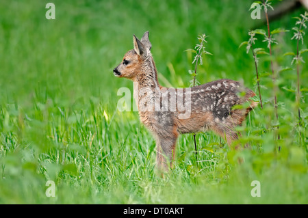 Le Chevreuil (Capreolus capreolus), fauve, Rhénanie du Nord-Westphalie, Allemagne Banque D'Images