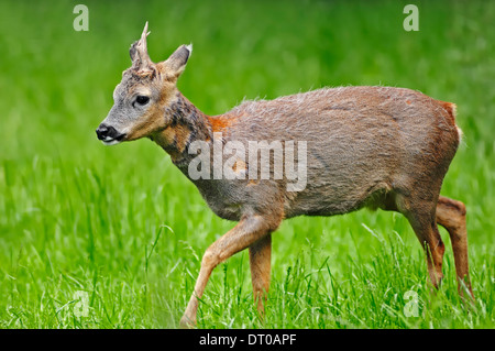 Le Chevreuil (Capreolus capreolus), buck, Rhénanie du Nord-Westphalie, Allemagne Banque D'Images