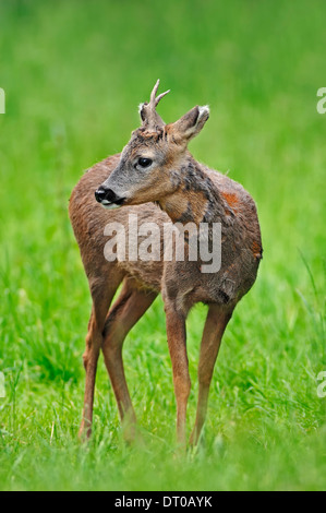 Le Chevreuil (Capreolus capreolus), buck, Rhénanie du Nord-Westphalie, Allemagne Banque D'Images