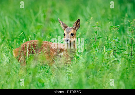 Le Chevreuil (Capreolus capreolus), fauve, Rhénanie du Nord-Westphalie, Allemagne Banque D'Images