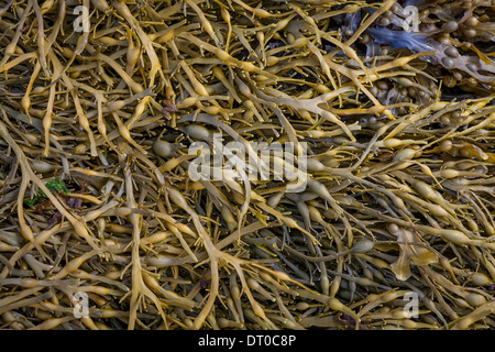 Rack, un nom commun d'algues dans la famille Fucaceae. Banque D'Images