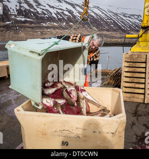 La morue fraîche en cours de déchargement au port de Sudureyri, Islande, Fjords de l'Ouest Banque D'Images