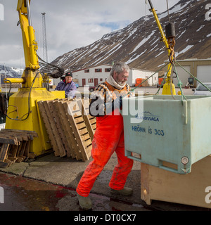 La morue fraîche en cours de déchargement au port de Sudureyri, Islande, Fjords de l'Ouest Banque D'Images