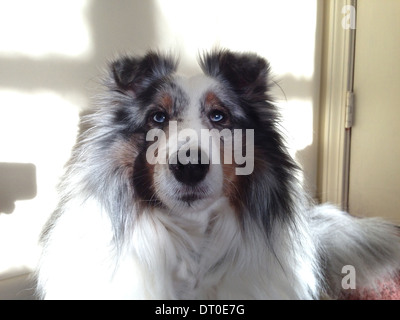Shetland Sheepdog. Banque D'Images