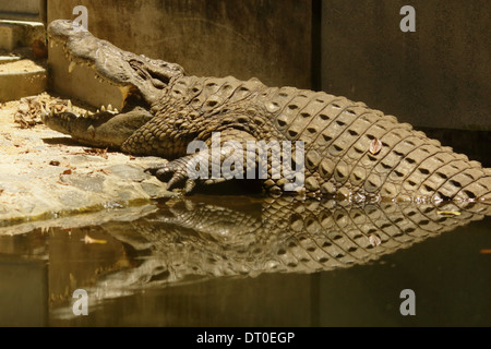 Vrai les crocodiles sont de grands reptiles aquatiques qui vivent dans les régions tropicales d'Afrique, d'Asie, les Amériques et l'Australie. Banque D'Images