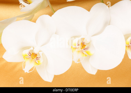 Orchidée Phalaenopsis aphrodite (lune) sur un tissu jaune arrière-plan. Banque D'Images
