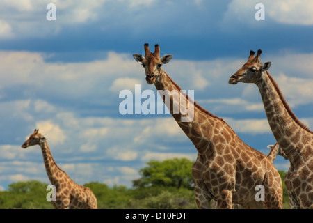 Close up de trois girafes situé dans la prairie de l'Afrique Banque D'Images