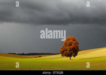 La lumière du soleil qui brille sur une fugace lone arbre d'automne avec un ciel spectaculaire passage Banque D'Images